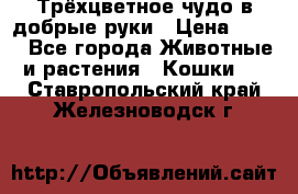 Трёхцветное чудо в добрые руки › Цена ­ 100 - Все города Животные и растения » Кошки   . Ставропольский край,Железноводск г.